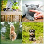 Localizador-GPS-para-Perros-y-Gatos-Lifestyle.jpg