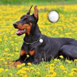 Localizador-GPS-para-Perros-y-Gatos-Usos.jpg